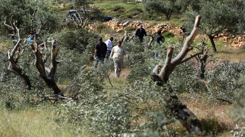 مستوطنون يقتلعون العشرات من أشجار الزيتون في نابلس